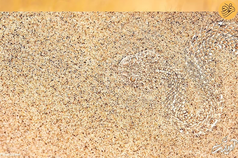 (تصاویر) (تصاویر)